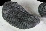 Prone + Enrolled Morocops Trilobites - Cool Piece #84530-4